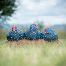 Wildcrete Guinea Fowl Trio
